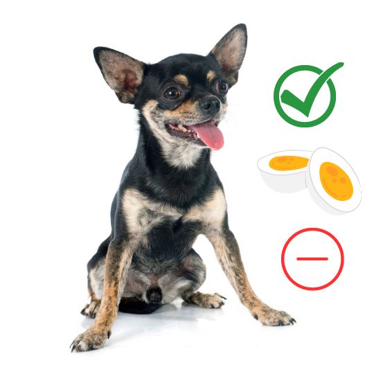 ¿Qué pasa si un Chihuahua come huevo?
