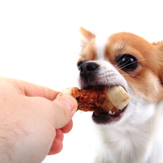 nutrición del perro