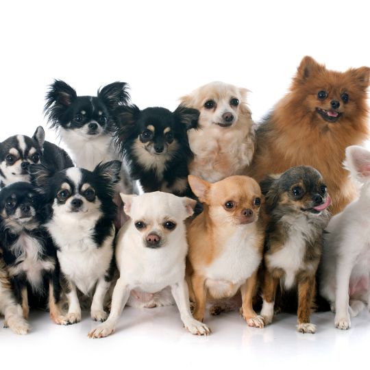 razas de perro en miniatura