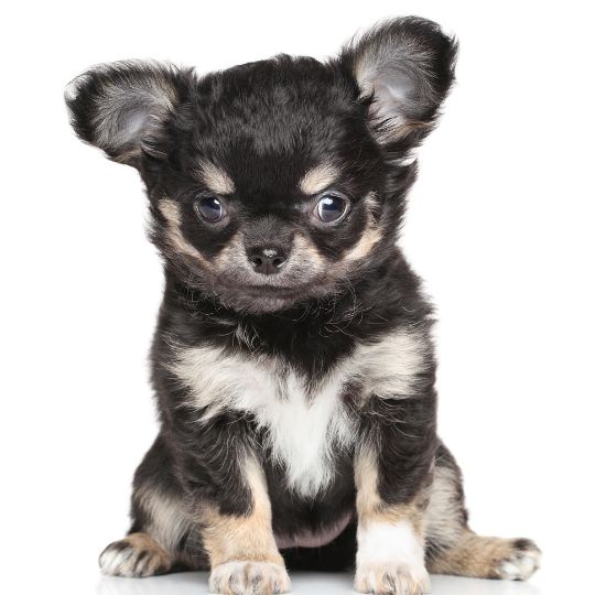 Chihuahua 1 mes
