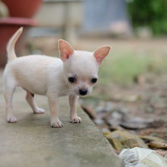 Por qué los Chihuahuas se ahogan