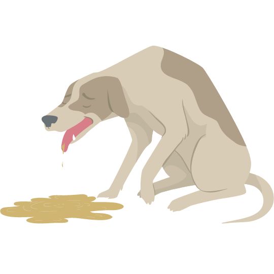 vomito espuma amarilla en perros