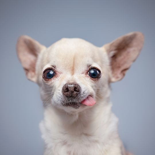 Chihuahua con síndrome de down